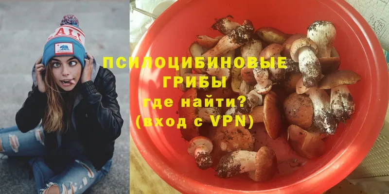 Галлюциногенные грибы Psilocybe  Боровичи 